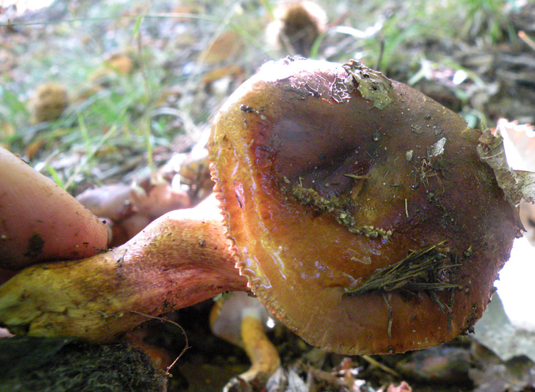 Tricholoma fracticum?